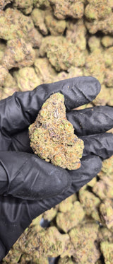 Magic Marker Exotic Indoor THCA Flower Hybrid, HYBRID, CaliGreenGold