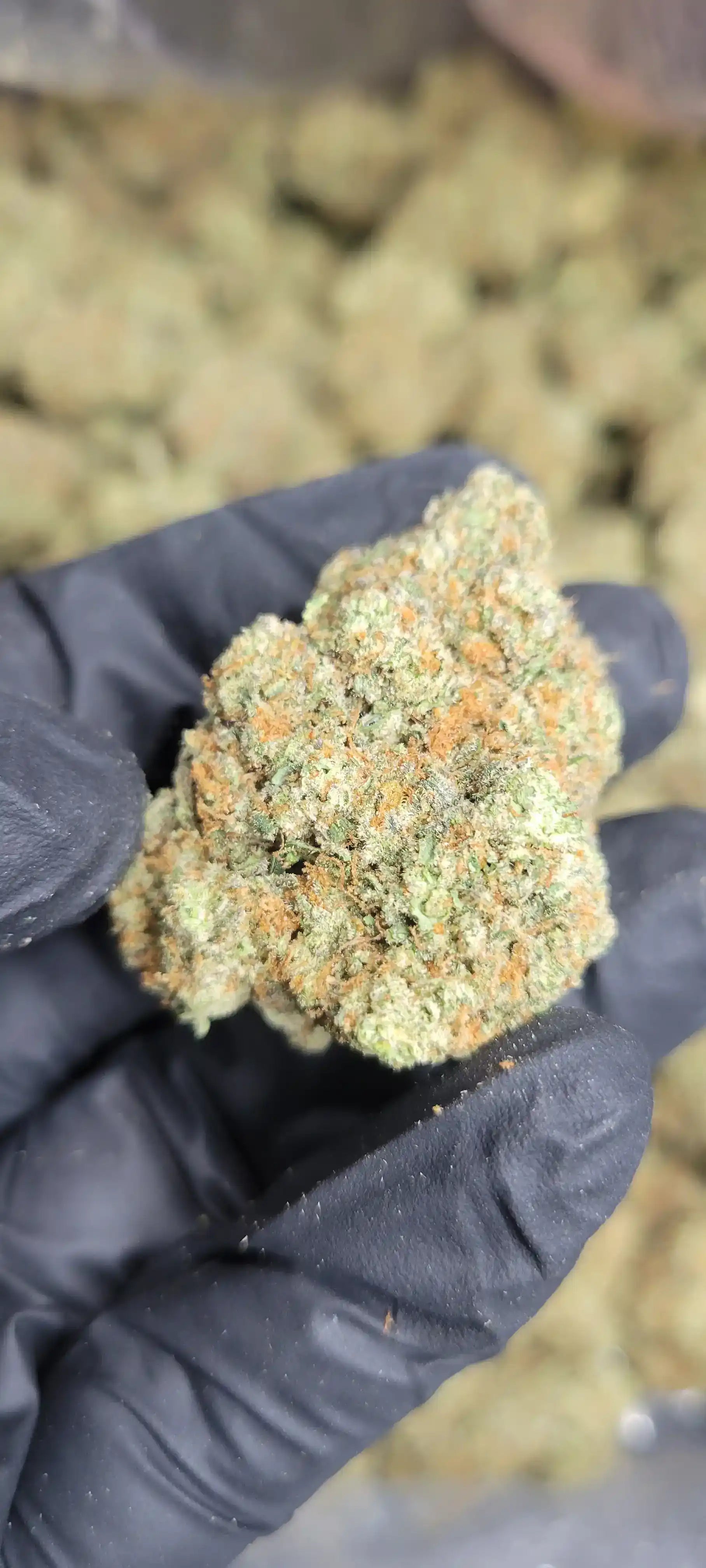 Creamsiclez High THCA Flower Hybrid, INDICA, CaliGreenGold