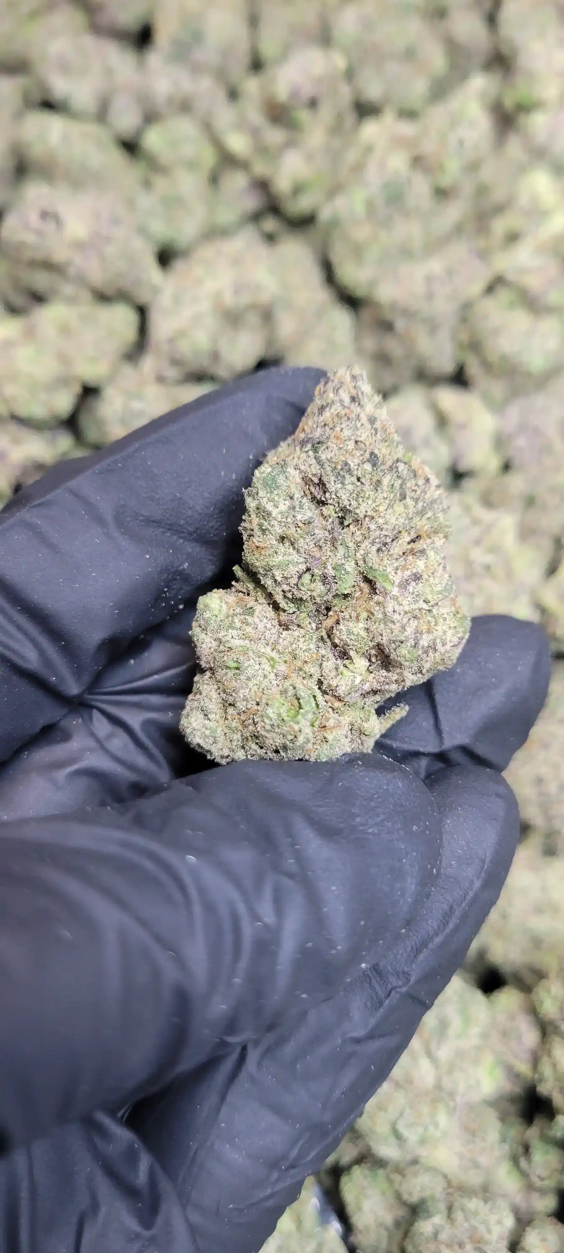 Gumbo Exotic Indoor THCA Flower Indica, INDICA, CaliGreenGold