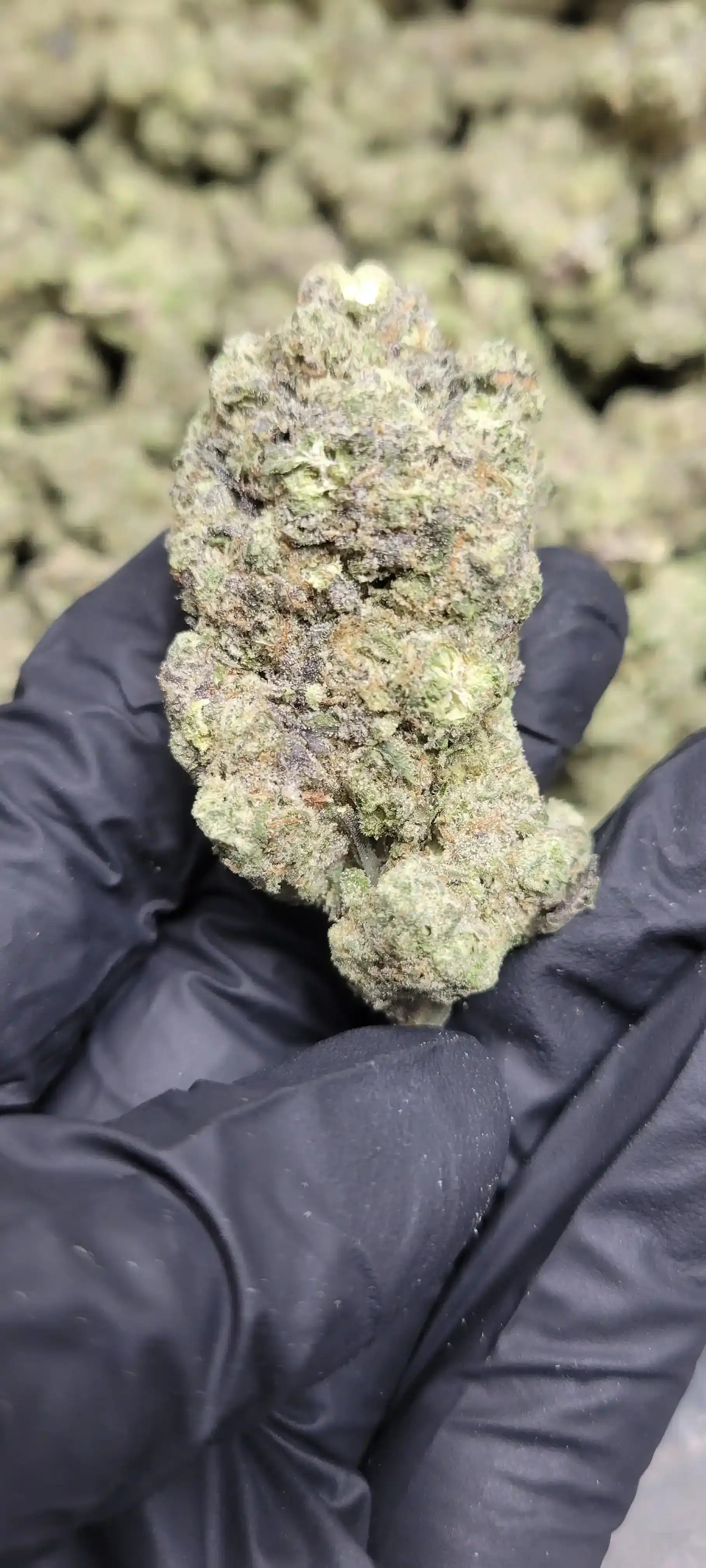 Gush Mintz Exotic Indoor THCA Flower Indica, INDICA, CaliGreenGold