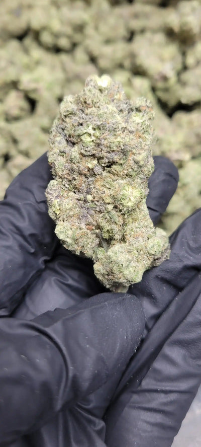 Gush Mintz Exotic Indoor THCA Flower Indica, INDICA, CaliGreenGold