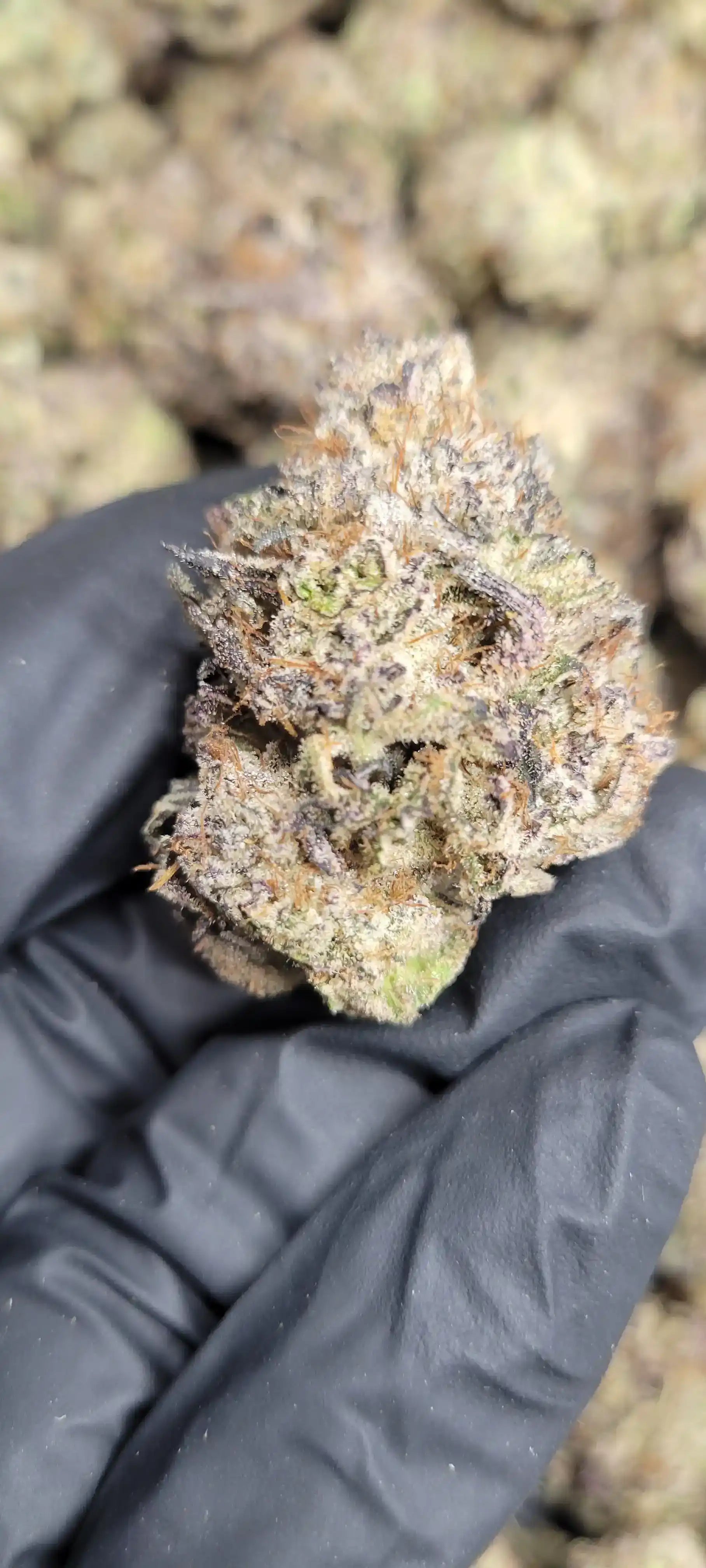 Jealousy Kush Mintz Exotic Indoor THCA Flower Indica, INDICA, CaliGreenGold