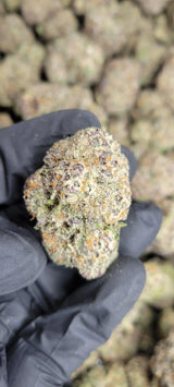 Candyland Exotic Indoor THCA Flower Sativa, SATIVA, CaliGreenGold
