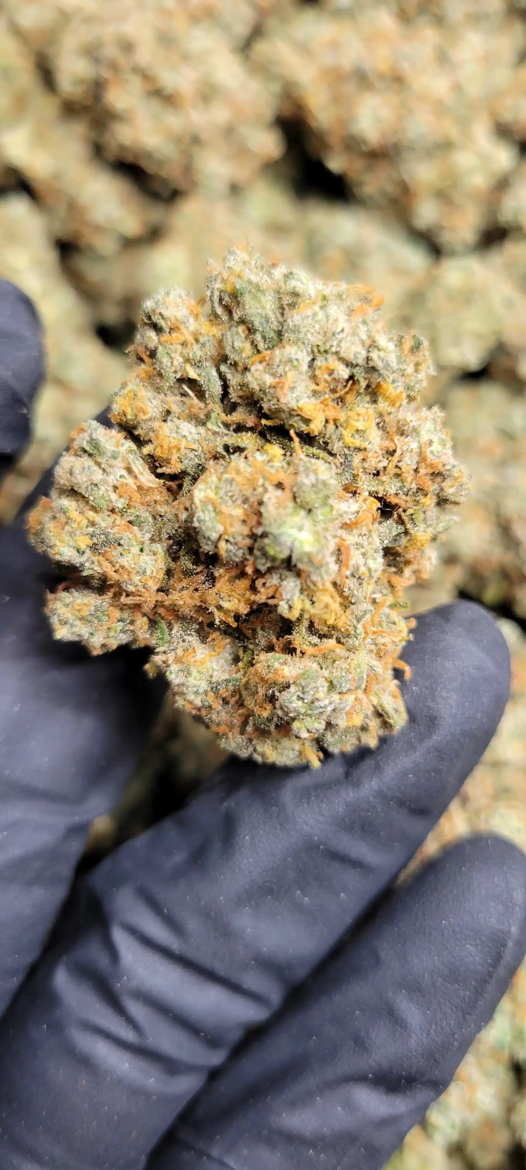 Durban Poison Exotic Indoor THCA Flower Sativa, SATIVA, CaliGreenGold