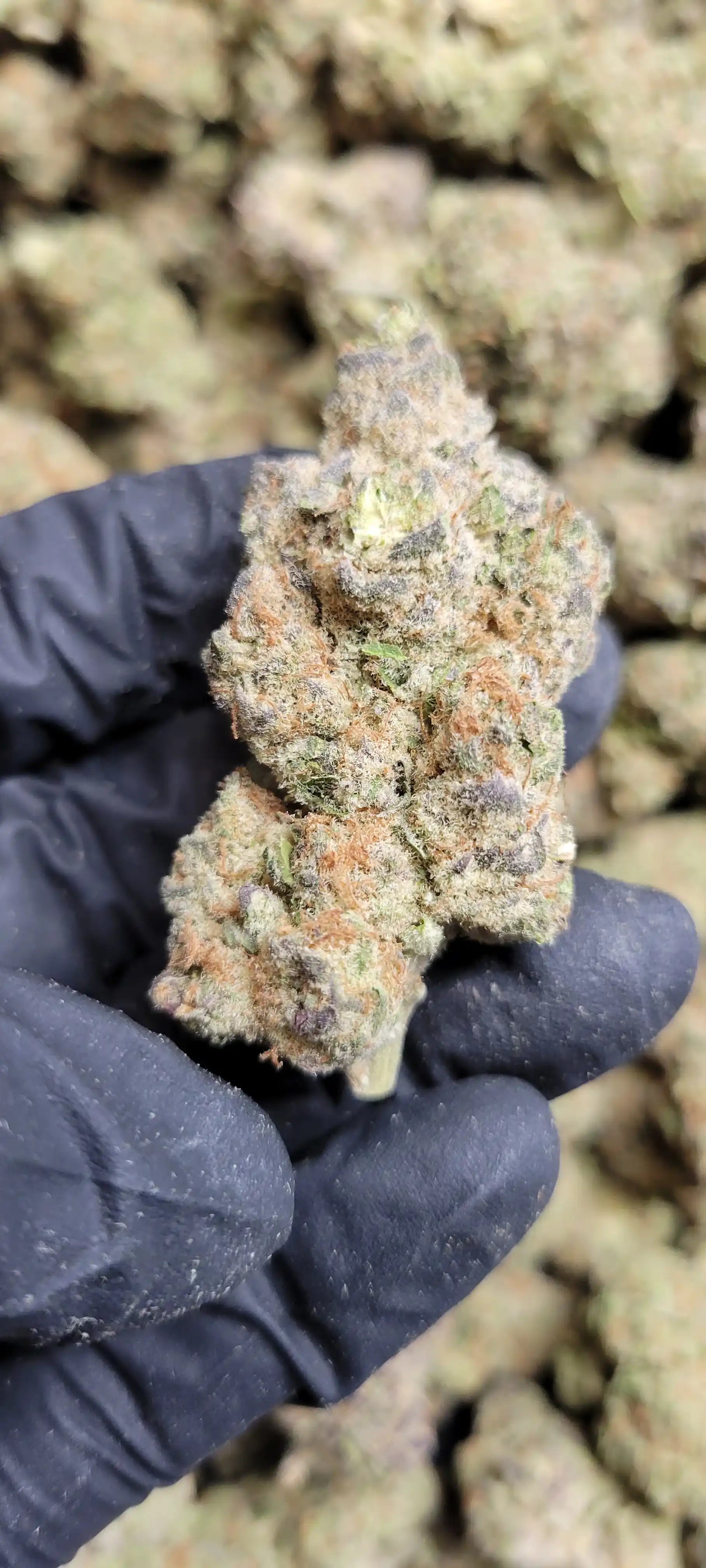 Electric Strawberry Cough Exotic Indoor THCA Flower Sativa, SATIVA, CaliGreenGold