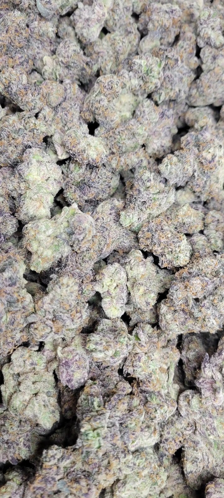 Candie Funk Exotic Indoor THCA Flower Hybrid - CaliGreenGold