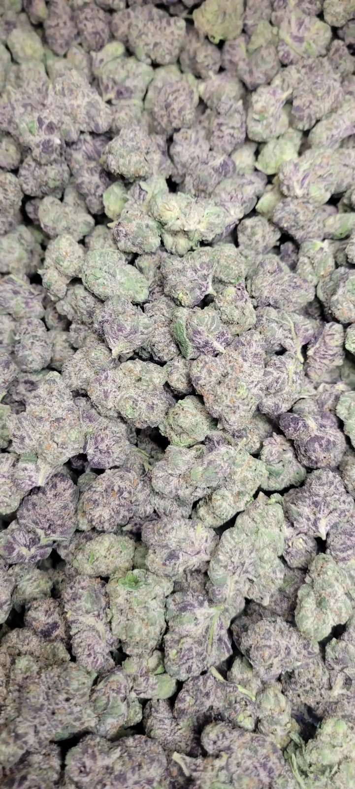 Candy Gelato Exotic Indoor THCA Flower Hybrid - CaliGreenGold