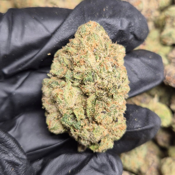 Candy Gelato THCA Flower – Hybrid · Indoor Exotic - CaliGreenGold