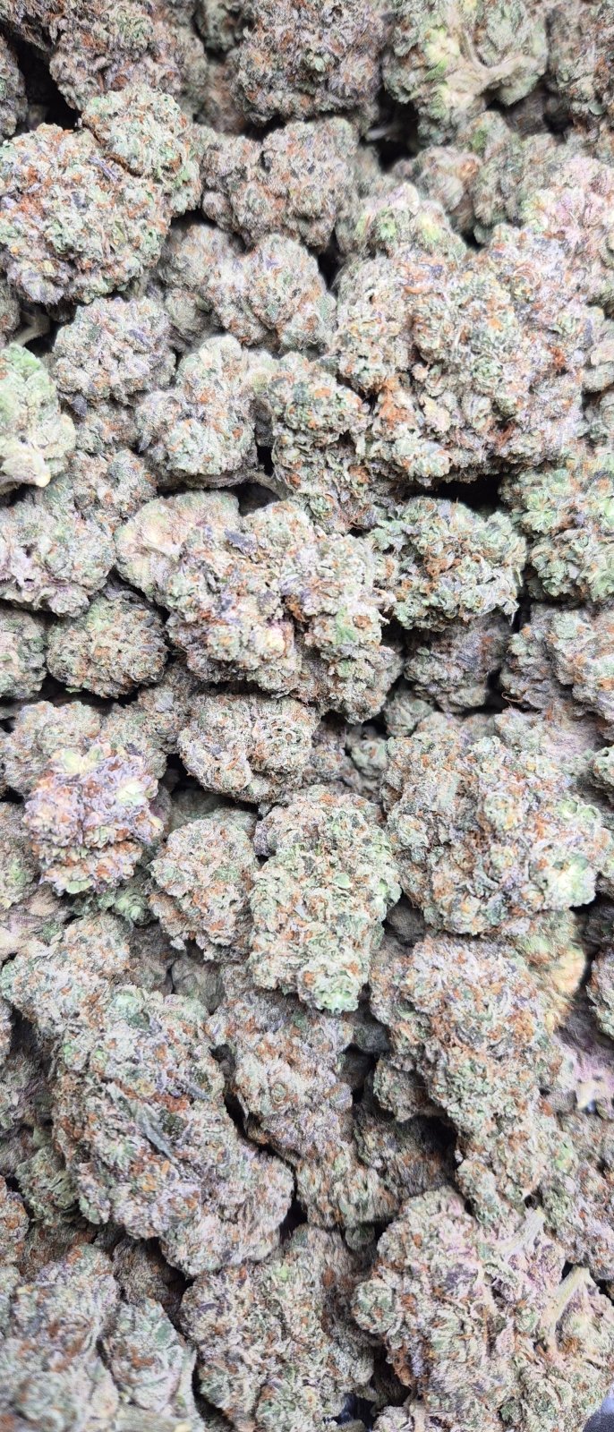 Cereal Milk Exotic Indoor THCA Flower Hybrid - CaliGreenGold