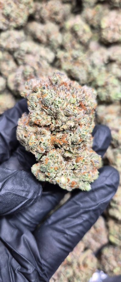 Cereal Milk Exotic Indoor THCA Flower Hybrid - CaliGreenGold