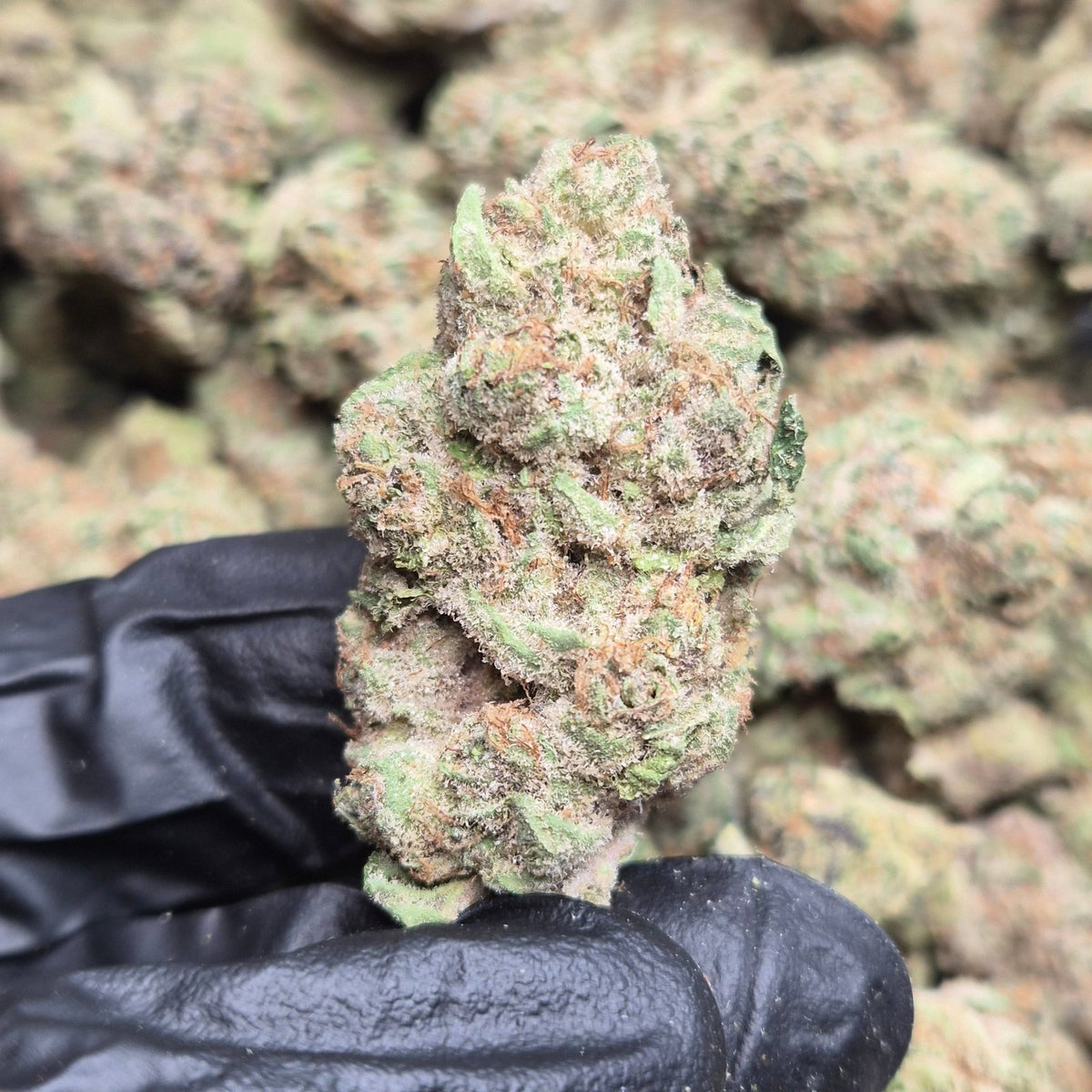 Crunch Berries THCA Flower – Indoor Top Shelf Indica | CaliGreenGold - CaliGreenGold