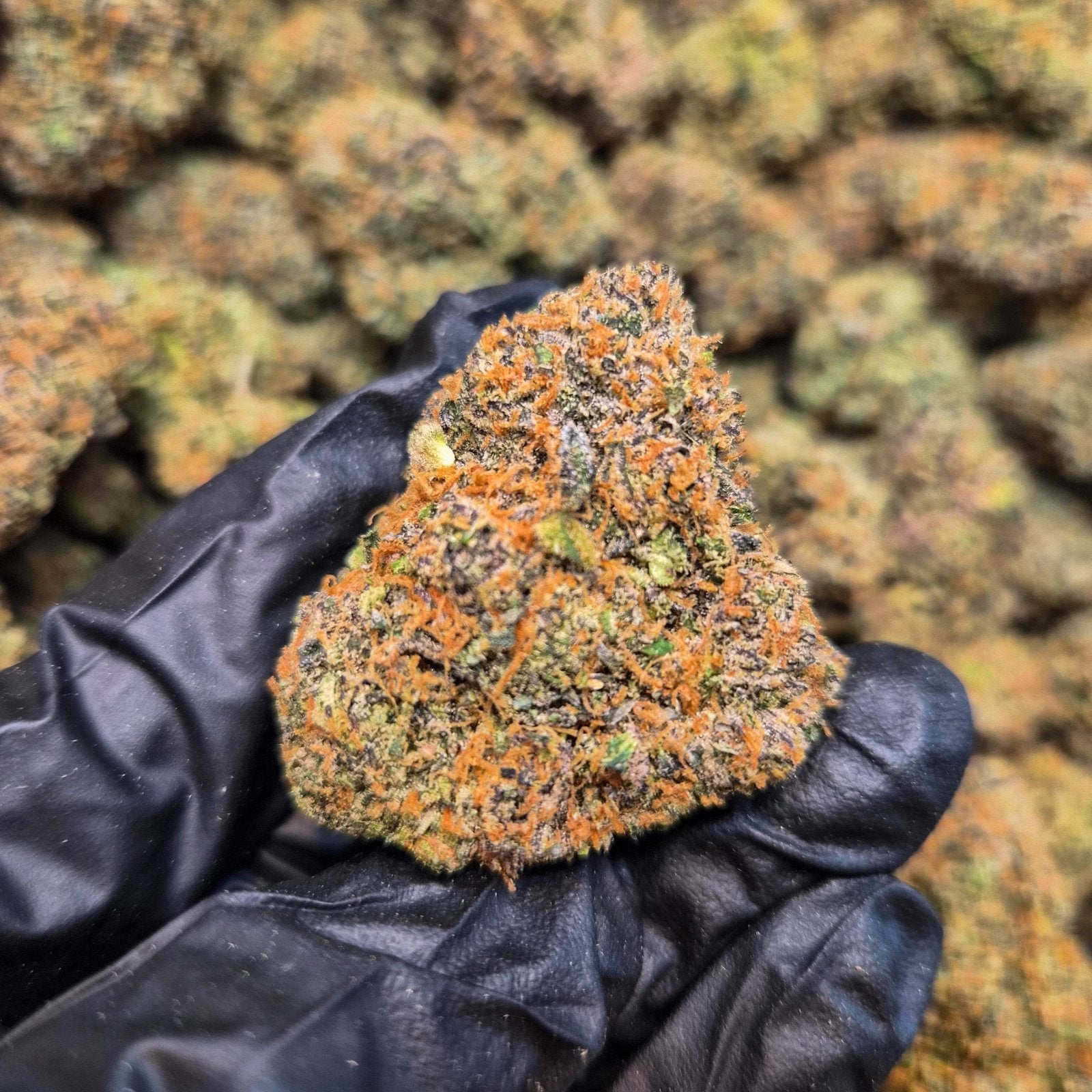 Dior Exotic Indoor THCA Flower Hybrid - CaliGreenGold