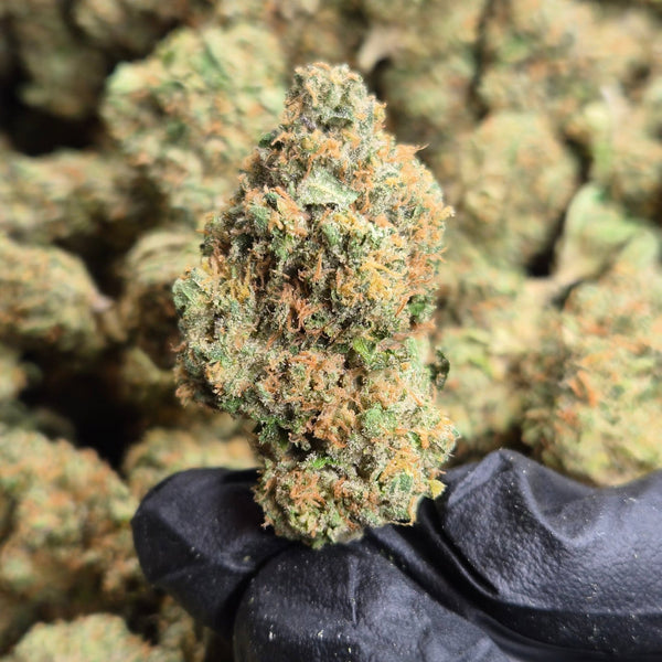 Durban Cookies THCA Flower – Sativa · Indoor Exotic - CaliGreenGold