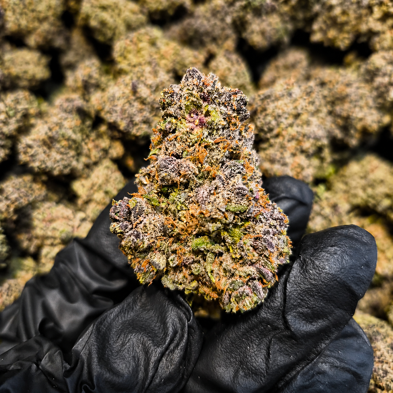 Jelly Rancher Exotic Indoor THCA Flower Sativa