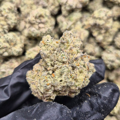 French Laundry Exotic Indoor THCA Flower Hybrid - CaliGreenGold