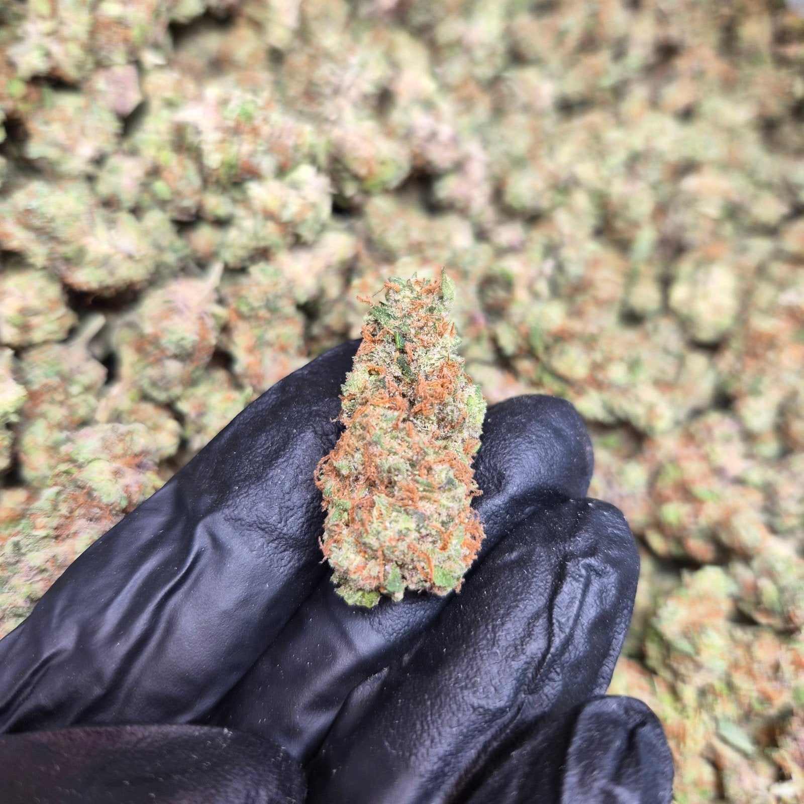 Garlic Juice High THCA Flower Indica - CaliGreenGold