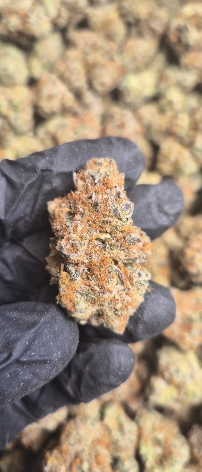 Gas Leak Exotic Indoor THCA Flower Indica - CaliGreenGold