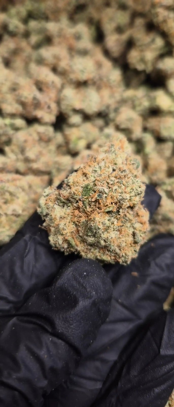 Ghost OG Exotic Indoor THCA Flower Indica - CaliGreenGold