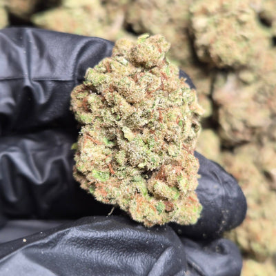 Glitter Bomb THCA Flower – Indoor Top Shelf Indica | CaliGreenGold - CaliGreenGold