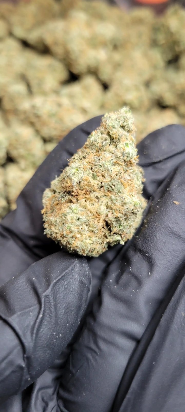 Godfather OG Exotic Indoor THCA Flower Indica - CaliGreenGold