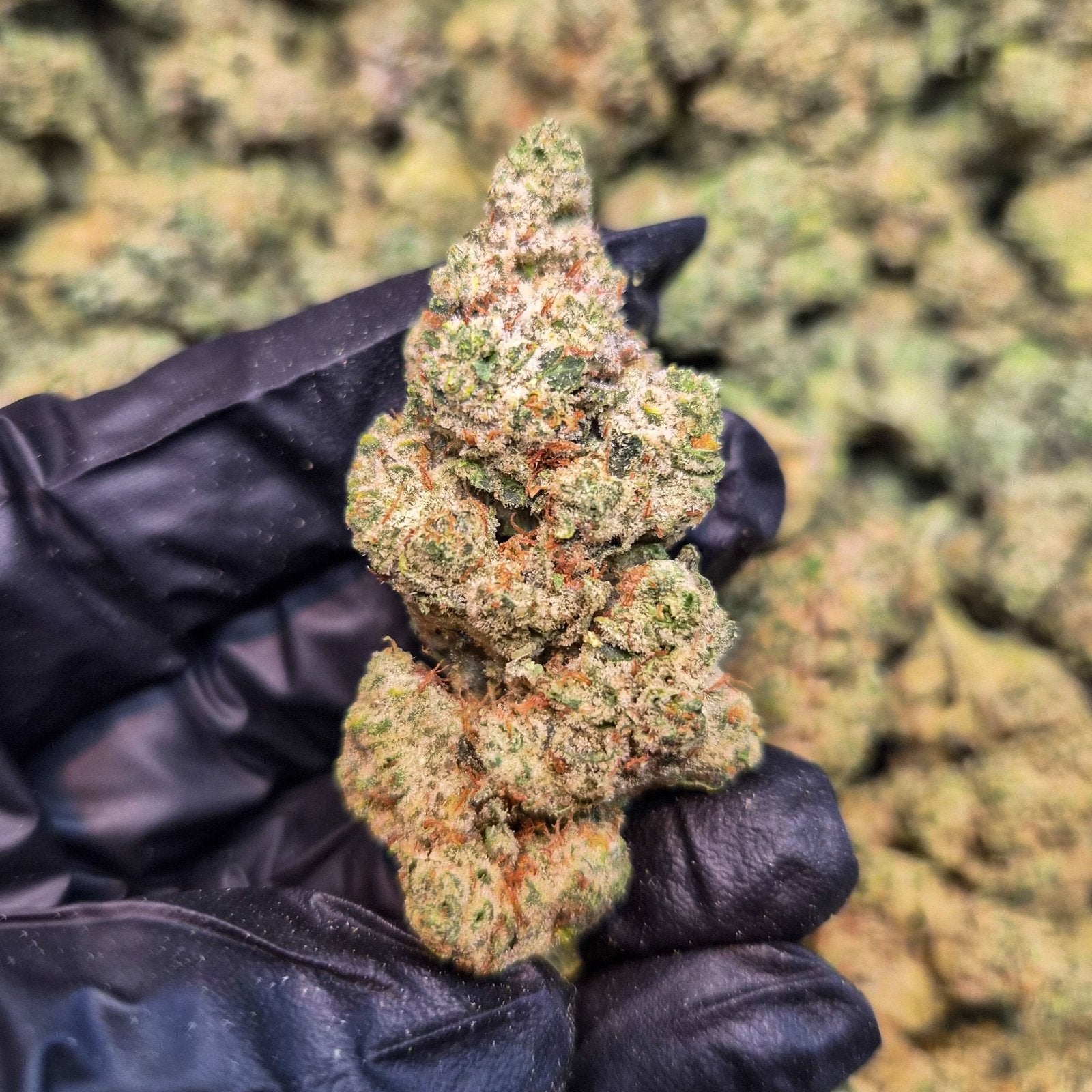 Gorilla Glue 4 Exotic Indoor THCA Flower Hybrid - CaliGreenGold