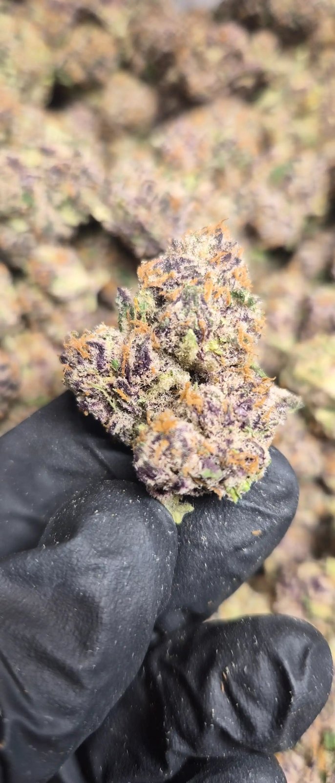 Guavanade Exotic Indoor THCA Flower Sativa - CaliGreenGold