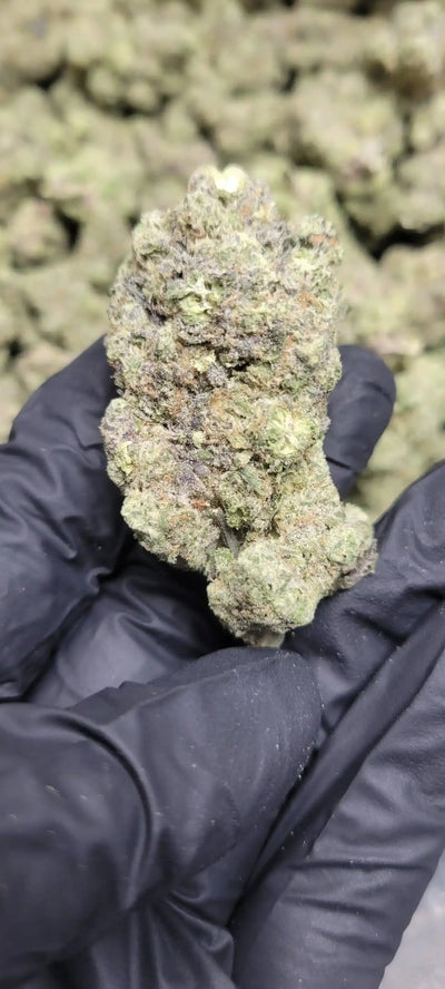 Gush Mintz Exotic Indoor THCA Flower Indica - CaliGreenGold