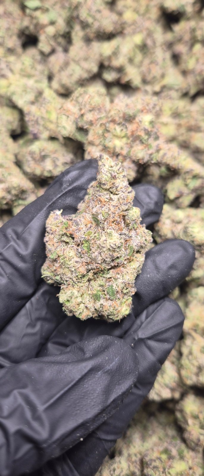 Hash Burger Exotic Indoor THCA Flower Hybrid - CaliGreenGold