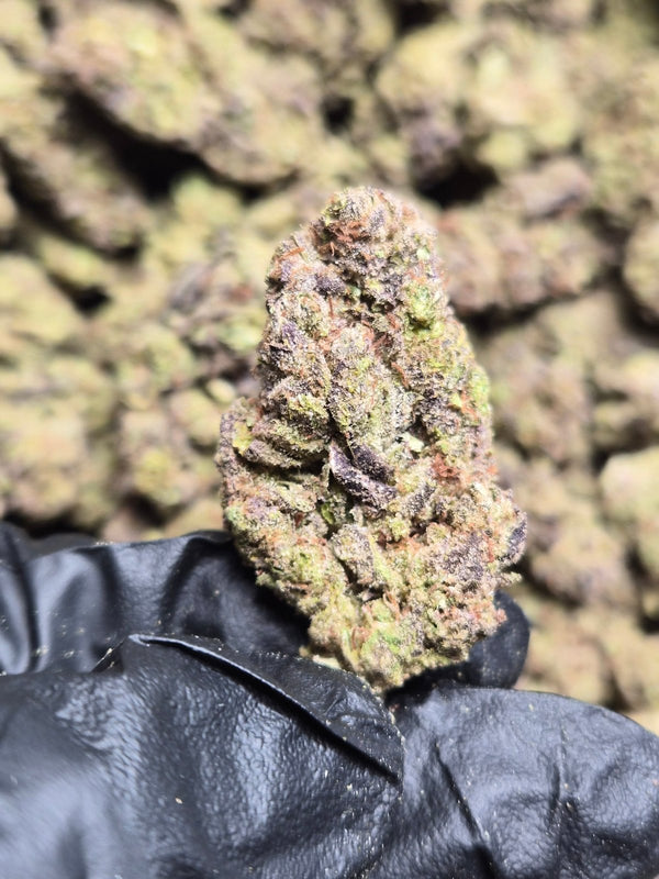 Hash Burger THCA Flower – Indoor Top Shelf Hybrid | CaliGreenGold - CaliGreenGold