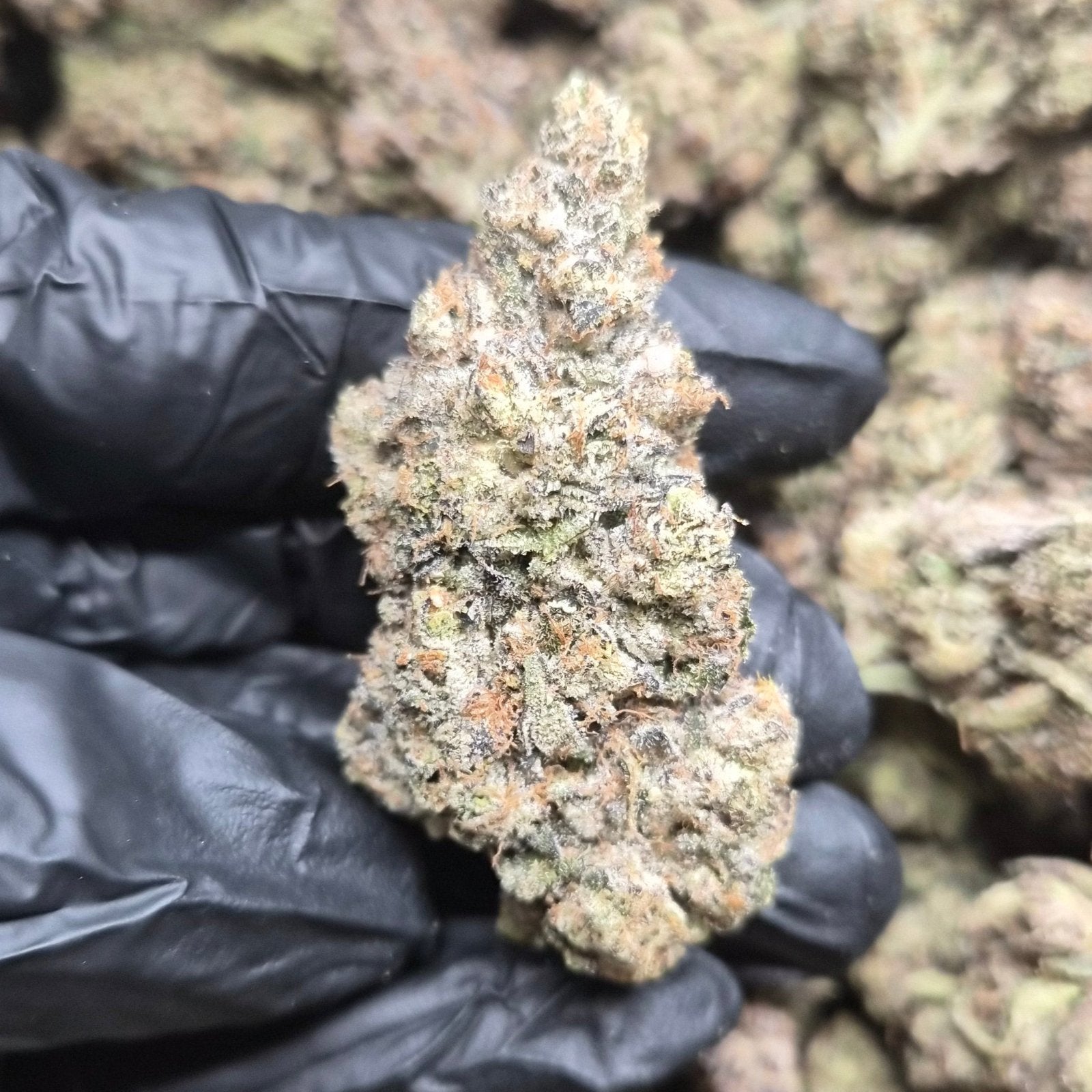 Hyper Za THCA Flower – Indoor Exotic Indica | CaliGreenGold - CaliGreenGold