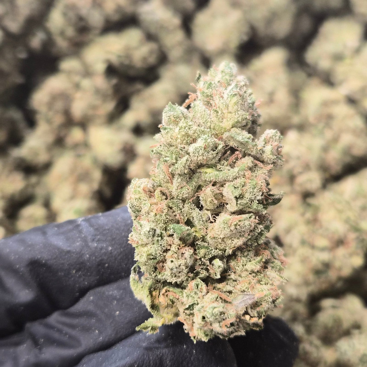 I-95 THCA Flower – Hybrid · Indoor Top Shelf | CaliGreenGold - CaliGreenGold