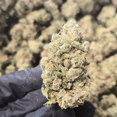 I-95 THCA Flower – Hybrid · Indoor Top Shelf | CaliGreenGold - CaliGreenGold