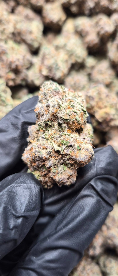 Italian Ice Exotic Indoor THCA Flower Indica - CaliGreenGold