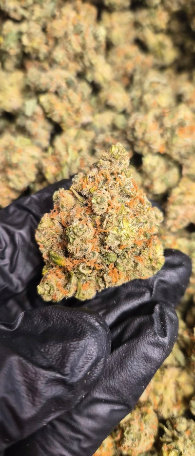 Jack Herer Exotic Indoor THCA Flower Sativa - CaliGreenGold