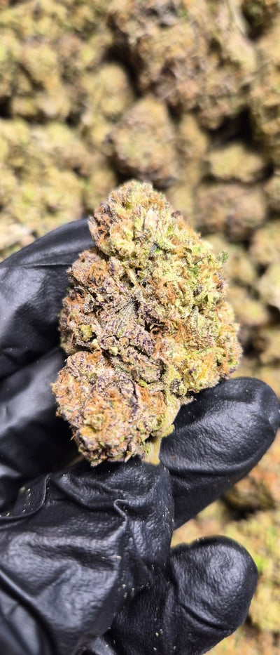 Jealousy Kush Mintz High THCA Flower Indica - CaliGreenGold