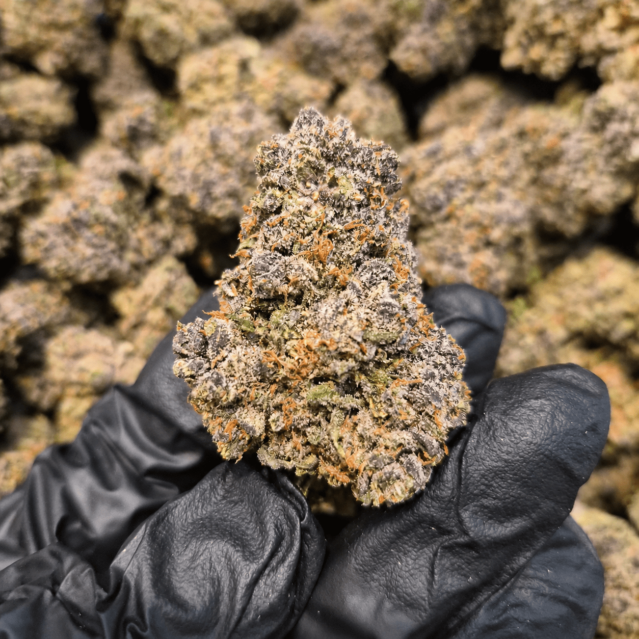 Jelly Rancher THCA Flower – Indoor Exotic Sativa | CaliGreenGold - CaliGreenGold