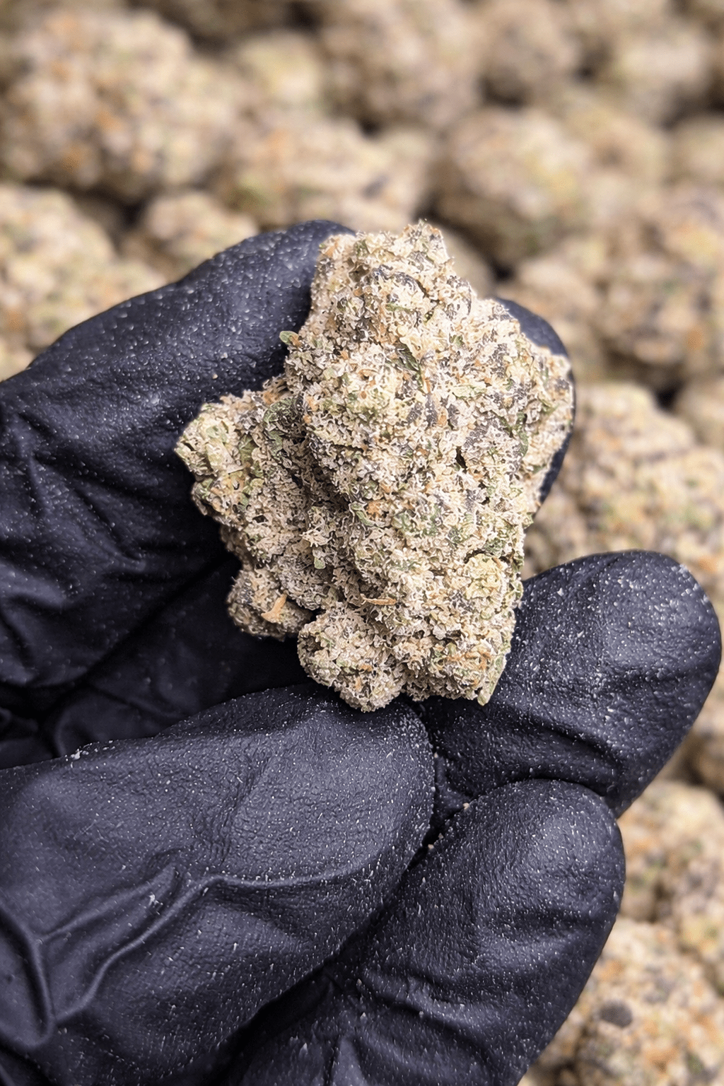 Jungle Juice High THCA Flower Hybrid - CaliGreenGold