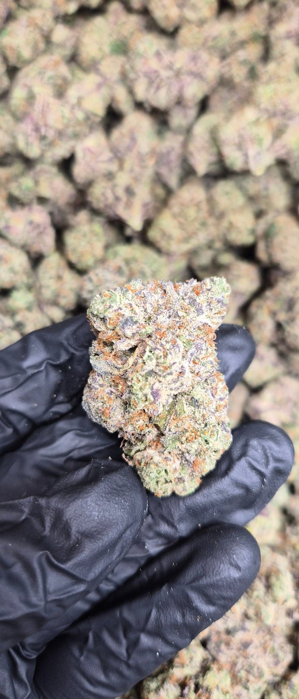 Lemon Cherry Gelato Exotic Indoor Flower Hybrid - CaliGreenGold