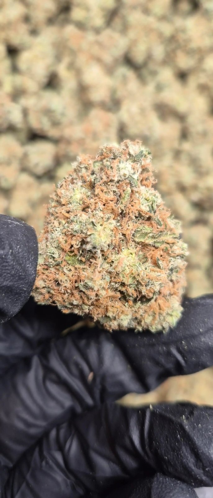 Lemon Lime Sour Exotic Indoor THCA Flower Sativa - CaliGreenGold