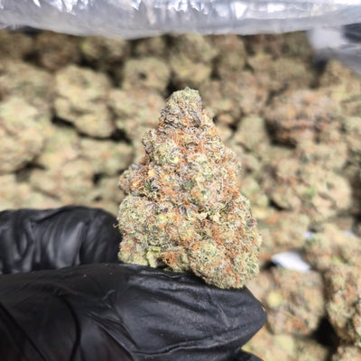 Lemon Tree Exotic Indoor THCA Flower Sativa - CaliGreenGold