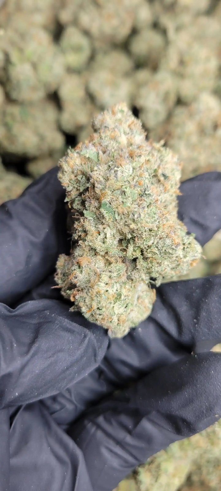 Lemoncello Runtz Exotic Indoor THCA Flower Hybrid - CaliGreenGold