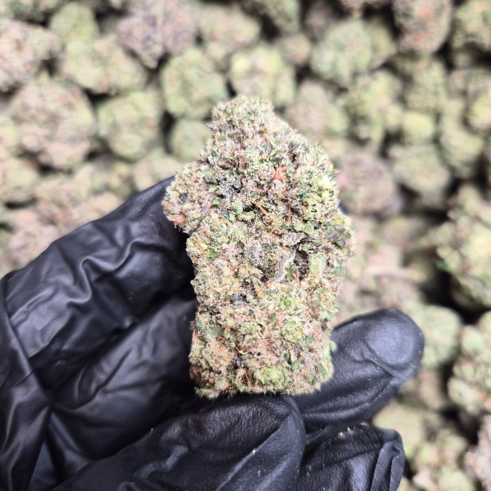 Lip Smackerz Exotic Indoor Flower Indica - CaliGreenGold