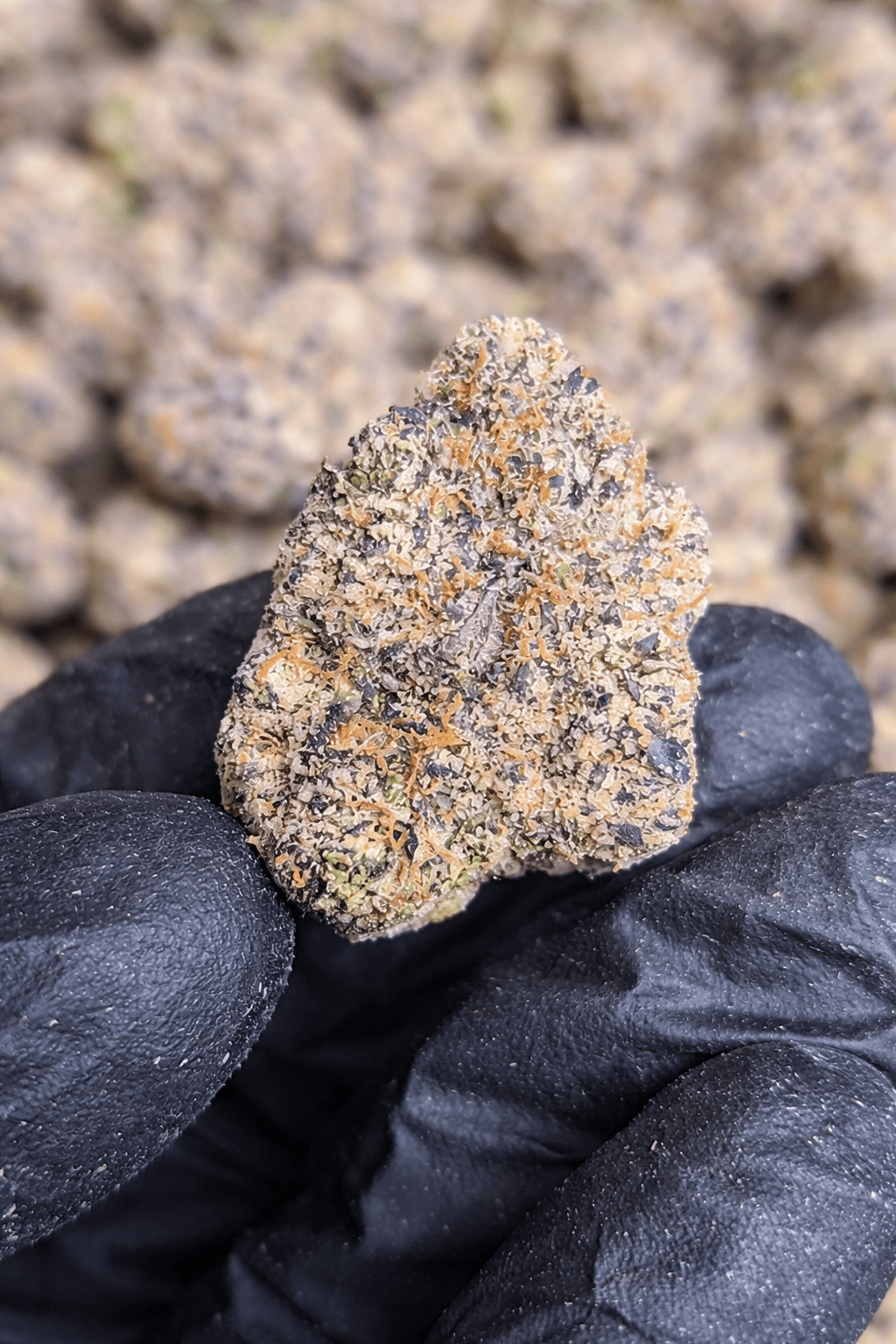 Mango Runtz Exotic Indoor THCA Flower Indica - CaliGreenGold