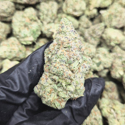 Motorbreath OG THCA Flower – Indoor Exotic Indica | CaliGreenGold - CaliGreenGold