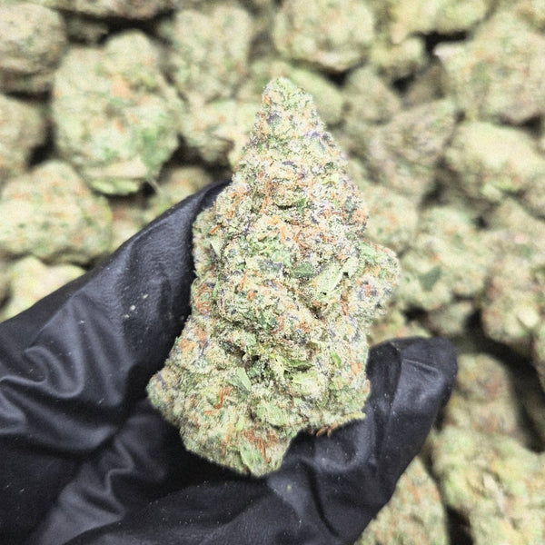 Motorbreath OG THCA Flower – Indoor Exotic Indica | CaliGreenGold - CaliGreenGold