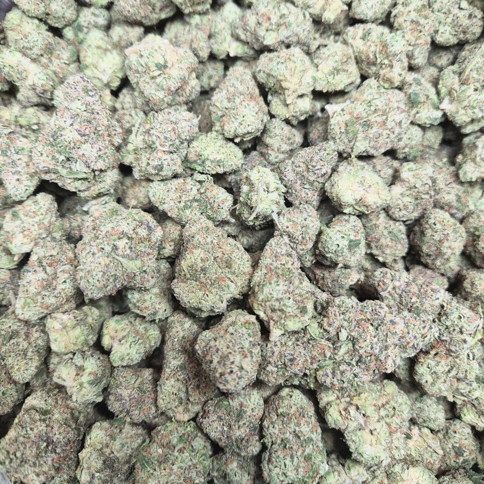 Motorbreath OG THCA Flower – Indoor Exotic Indica | CaliGreenGold - CaliGreenGold