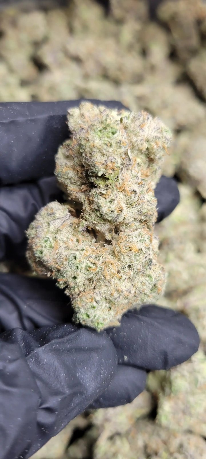Mule Fuel Exotic Indoor THCA Flower Indica - CaliGreenGold