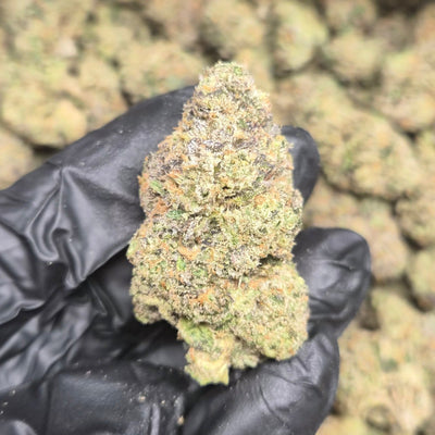 Nightcap THCA Flower – Indoor Exotic Indica | CaliGreenGold - CaliGreenGold