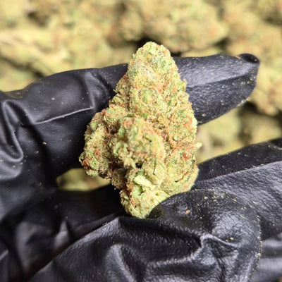 Orange Julius THCA Flower – Indoor Top Shelf Sativa | CaliGreenGold - CaliGreenGold
