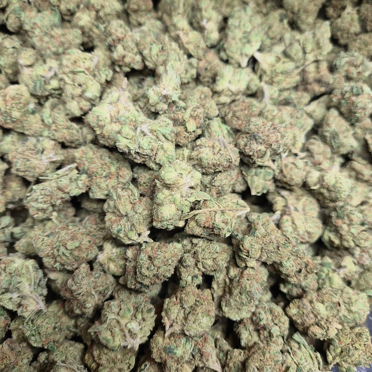 Orange Julius THCA Flower – Indoor Top Shelf Sativa | CaliGreenGold - CaliGreenGold